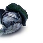 baby-cabbage-red baby-cabbage-red