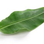 banana-leaf banana-leaf
