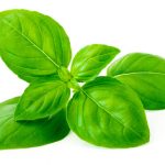 basil basil