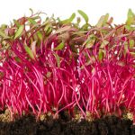 beetroot-red-1 beetroot-red-1