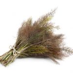 bronze-fennel-leaves-1 bronze-fennel-leaves-1