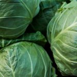 cabbage-spring cabbage-spring