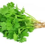 coriander coriander