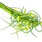 garlic-shoots garlic-shoots