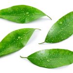 lime-leaves-frozen lime-leaves-frozen