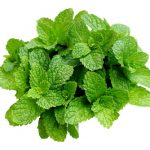 mint mint