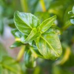 mushroom-leaf mushroom-leaf