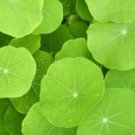 nasturtium-leaf nasturtium-leaf