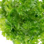 parsley-curley parsley-curley