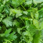 parsley-flat-leaf parsley-flat-leaf