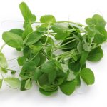 pea-shoots-cut-salad pea-shoots-cut-salad