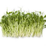 pea-shoots-cut-tendril-1 pea-shoots-cut-tendril-1