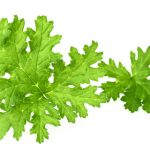 rose-geranium-leaves rose-geranium-leaves