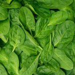 spinach spinach