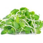 sunflower-shoots sunflower-shoots