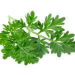 wormwood wormwood