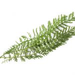 yarrow yarrow