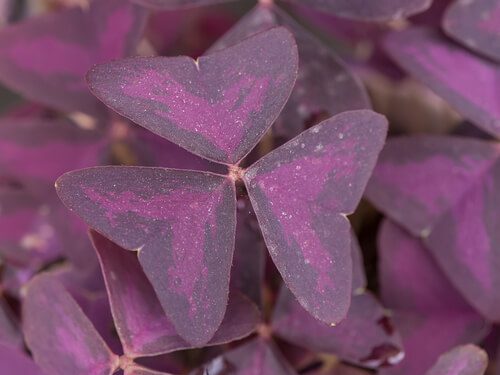 butterfly-sorrel-purple