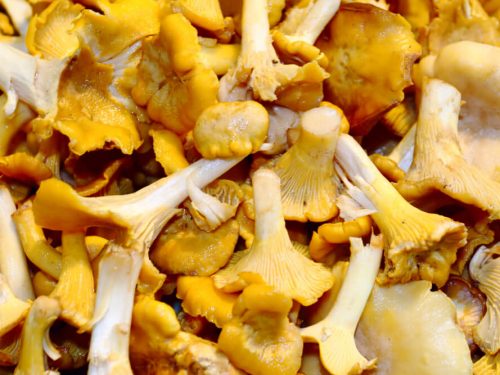 chanterelle-mushrooms