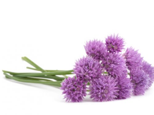 chive-flowers
