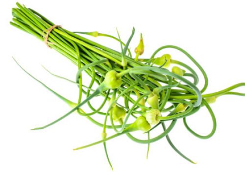 garlic-shoots