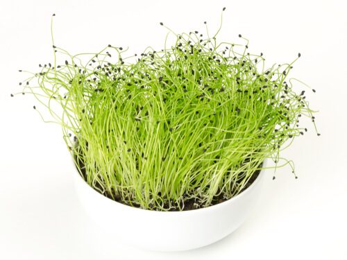 leeks-micro leeks-micro