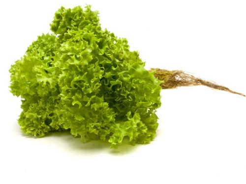 lettuce-lollo-biondi