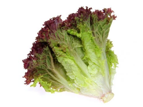 lettuce-lollo-rosso