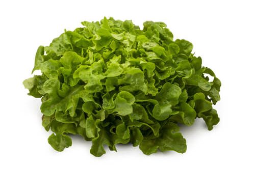 lettuce-oakleaf