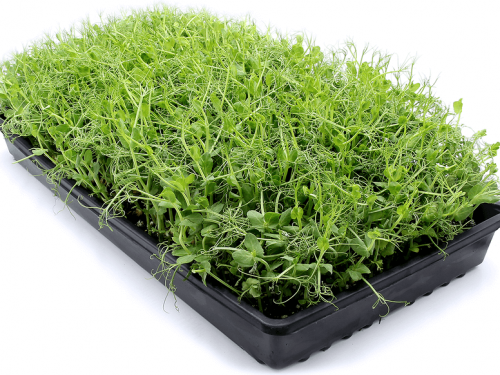 living-pea-tendrils