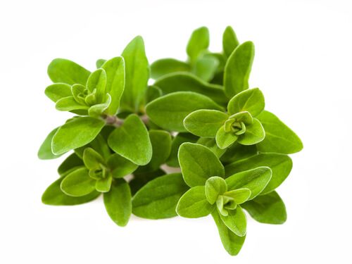 marjoram marjoram