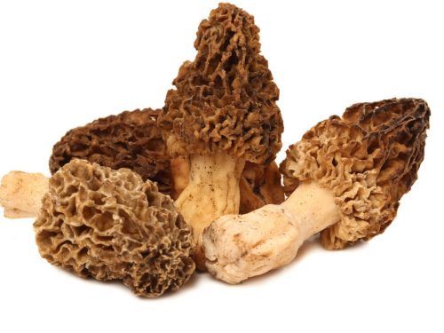 morel-mushrooms