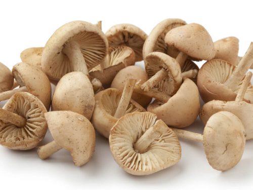 mousseron-mushrooms