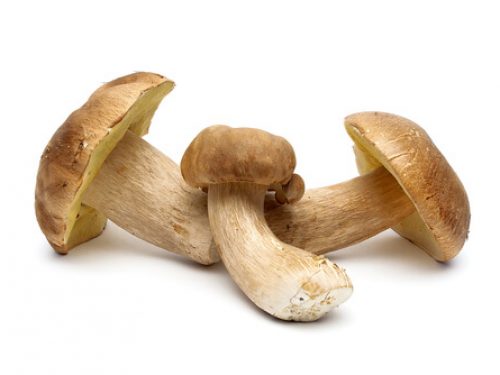 mushrooms-wild
