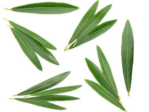 olive-oil-leaf