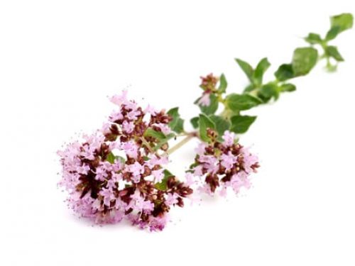 oregano-flowers