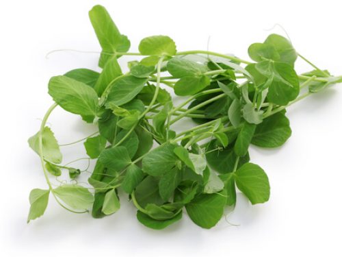 pea-shoots-cut-salad