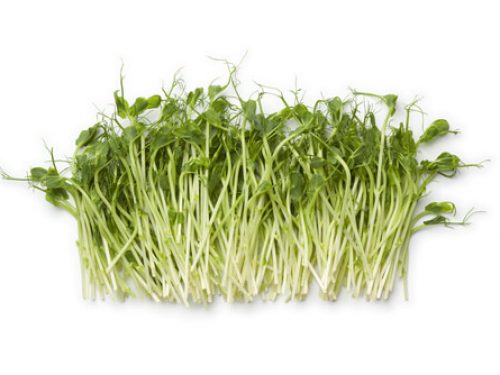 pea-shoots-cut-tendril-1