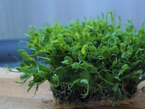 pea-shoots-living-salad