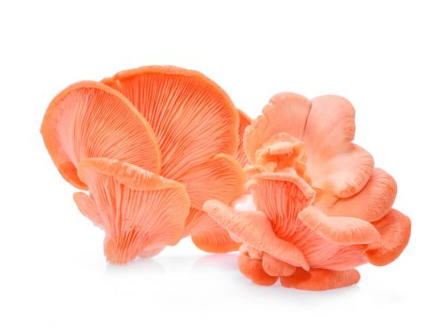 pink-oyster-mushrooms