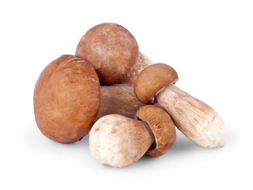 porcini-mushrooms