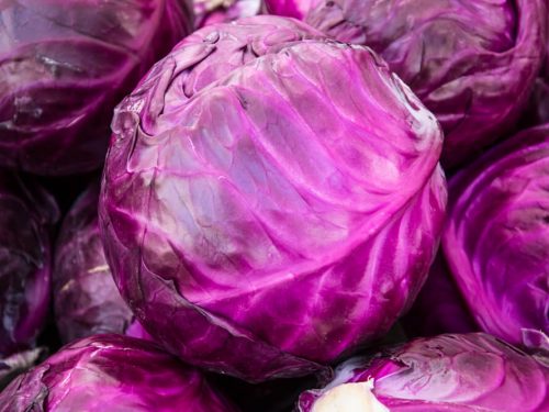 red-cabbage red-cabbage