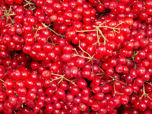 red-currants