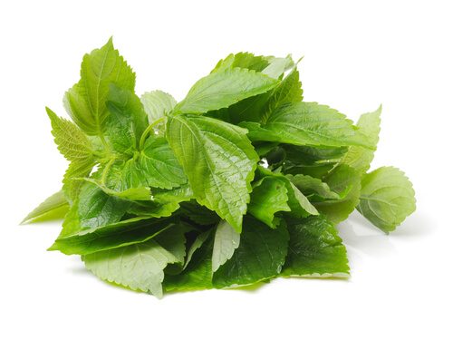 shiso-green shiso-green