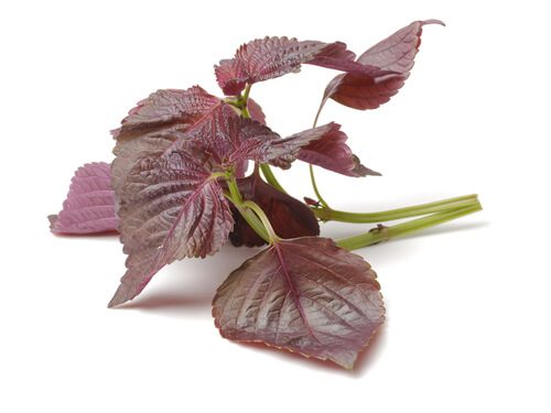 shiso-red