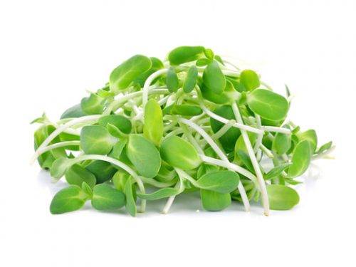 sunflower-shoots