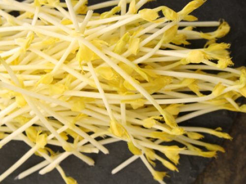 sweetcorn-shoots