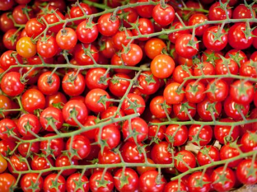 tomatoes-cherry-vine
