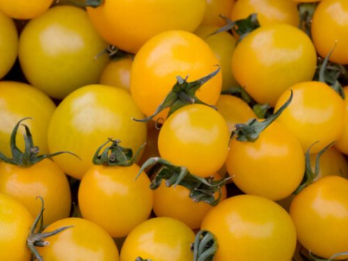 tomatoes-cherry-yellow