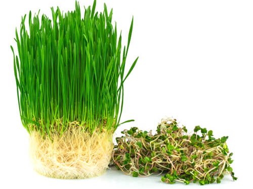 wheatgrass-living